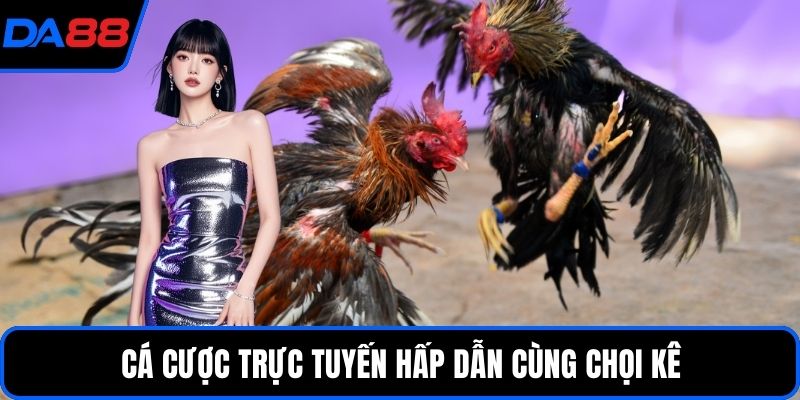 Cá cược trực tuyến hấp dẫn cùng chọi kê