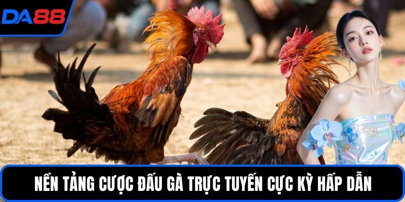 Nền tảng cược đấu gà trực tuyến cực kỳ hấp dẫn